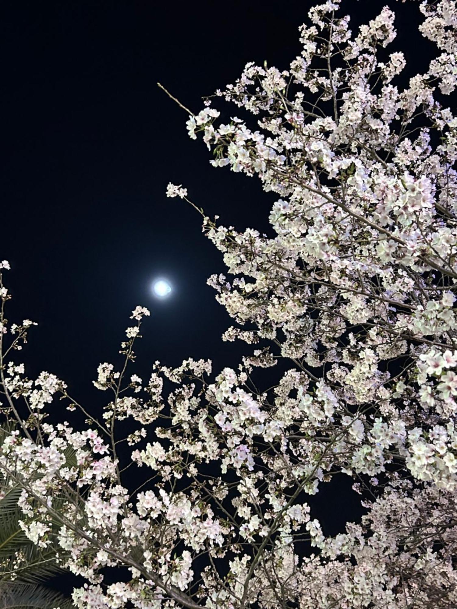 Ryoso Chatani Kyoto Ngoại thất bức ảnh
